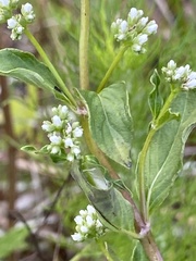Mitreola