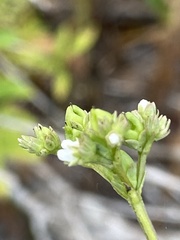 Mitreola