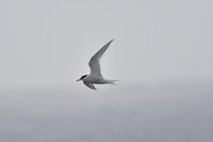 Sterna vittata bethunei