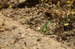 Timon lepidus ibericus