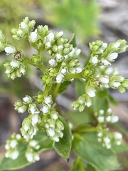 Mitreola