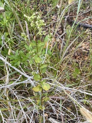 Mitreola