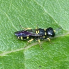 Ectemnius stirpicola