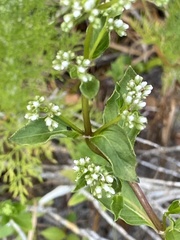 Mitreola