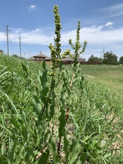 Rumex chrysocarpos