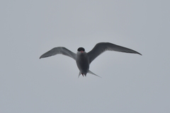 Sterna vittata bethunei