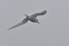 Sterna vittata bethunei