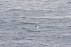 Sterna vittata bethunei