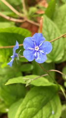 Omphalodes