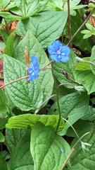 Omphalodes