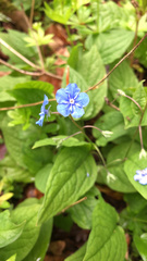 Omphalodes