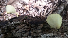 Leucocoprinus birnbaumii