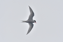 Sterna vittata bethunei