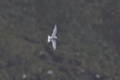 Sterna vittata bethunei