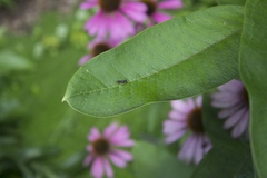 Ectemnius stirpicola