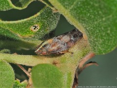 Aphrophora saratogensis