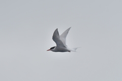 Sterna vittata bethunei