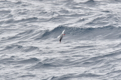 Sterna vittata bethunei