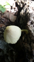 Leucocoprinus birnbaumii