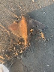 Myliobatis freminvillei