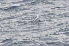 Sterna vittata bethunei