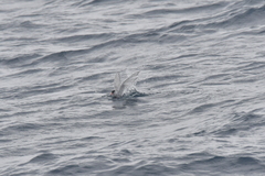 Sterna vittata bethunei