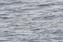 Sterna vittata bethunei