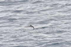 Sterna vittata bethunei