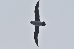 Procellaria cinerea