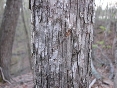 Ostrya virginiana image