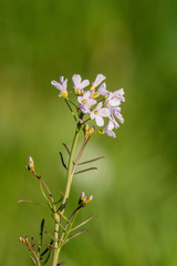 Cardamine pratensis