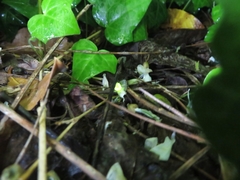 Lamprohiza splendidula