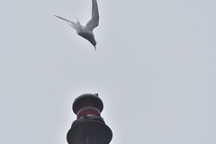 Sterna vittata bethunei