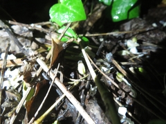 Lamprohiza splendidula