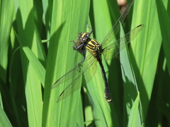 Asiagomphus melaenops