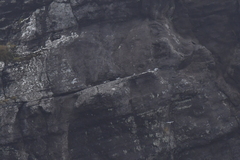 Sterna vittata bethunei