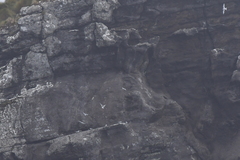 Sterna vittata bethunei