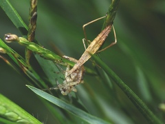 Sastrapada baerensprungi