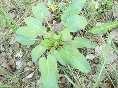 Eryngium planum