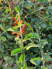 Anisotes rogersii