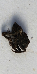 Poropterus