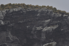 Sterna vittata bethunei