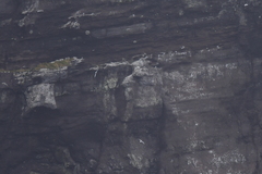 Sterna vittata bethunei