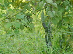 Bauhinia racemosa