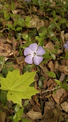 Vinca minor