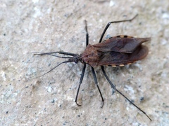 Holotrichius denudatus