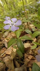 Vinca minor