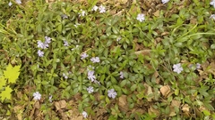 Vinca minor