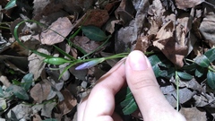 Vinca minor