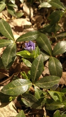 Vinca minor